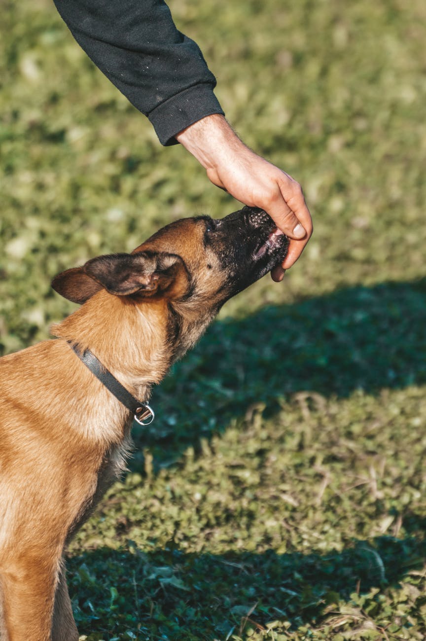 pexels-photo-10013060